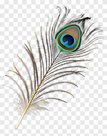 Peacock Feather PNG