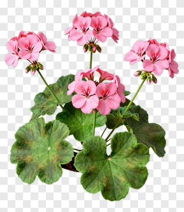 Pink Flowering Plant PNG
