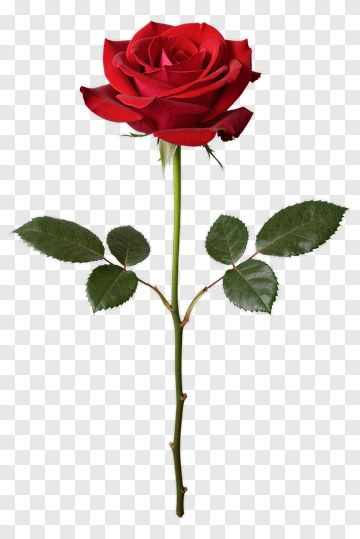 Red Rose With Green Leaves PNG