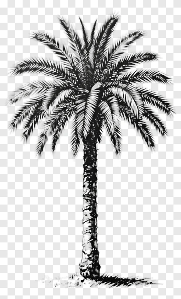 Black And White Palm Tree PNG