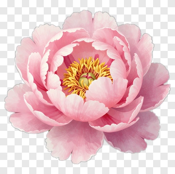 Pink Peony Flower PNG