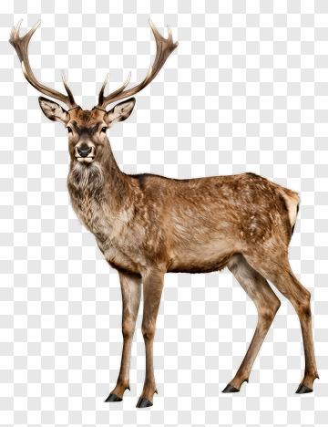 Male Deer With Antlers PNG