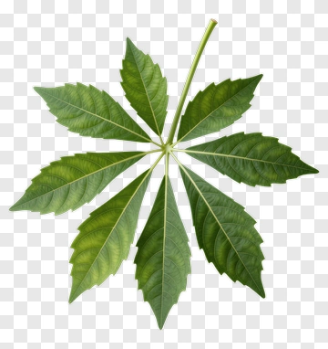 Green Leaf PNG