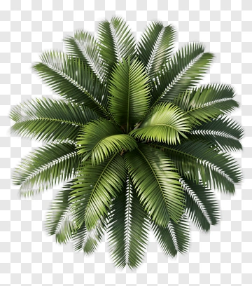 Green Palm Tree PNG
