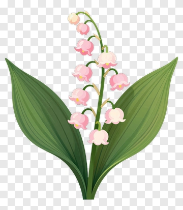 Pink Lily Of The Valley Flower PNG
