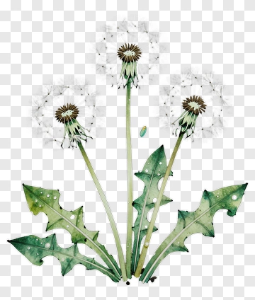 Watercolor Dandelion Flowers PNG