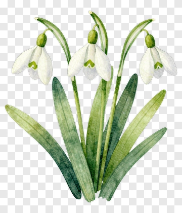 Watercolor Snowdrop Flowers PNG