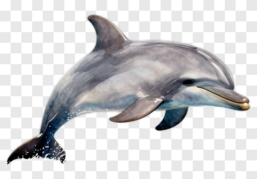 Realistic Dolphin Swimming In Water PNG