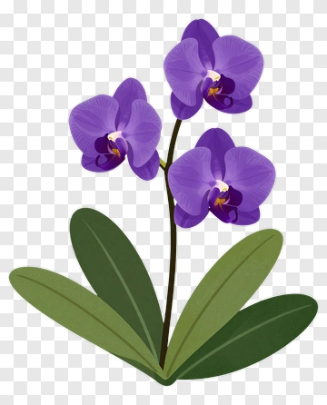 Purple Orchid Flower PNG