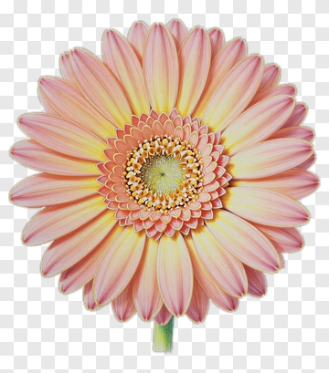 Pink Gerbera Daisy Flower PNG