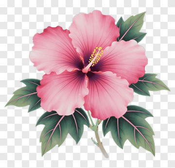 Pink Hibiscus Flower PNG