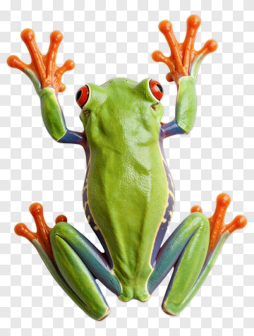 Colorful Red-Eyed Tree Frog PNG