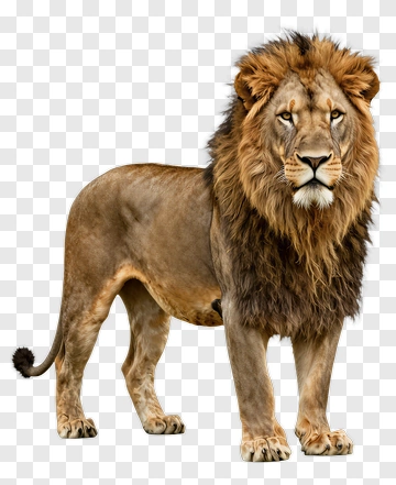 Realistic Lion Standing Proudly PNG