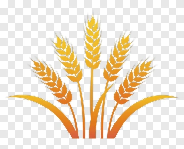 Golden Wheat Stalks PNG