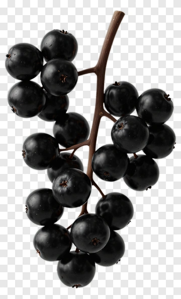 Black Berries On A Branch PNG
