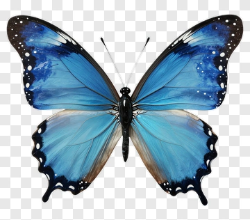 Blue Butterfly PNG