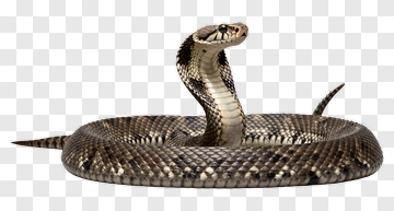 Snake In A Defensive Pose PNG