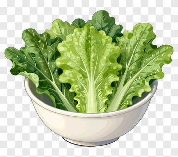 Bowl Of Fresh Lettuce PNG