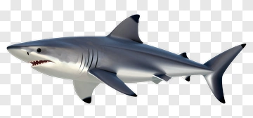 3D Shark Swimming PNG