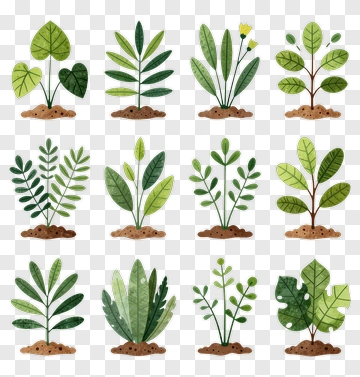Collection Of Green Plants In Soil PNG