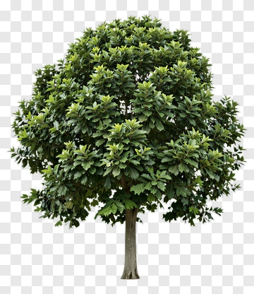 Green Tree With Dense Foliage PNG