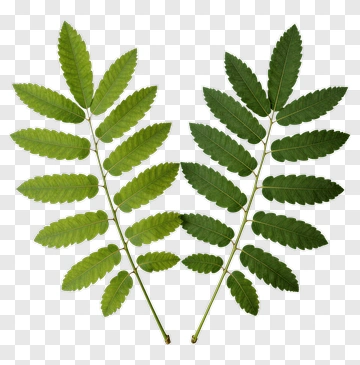 Green Leaves Of A Plant PNG