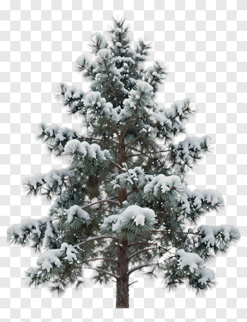Snowy Pine Tree PNG