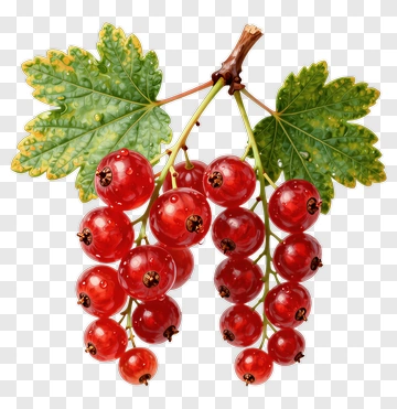 Red Currant Bunch With Green Leaves PNG