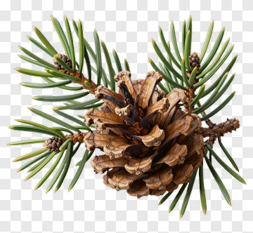 Pine Cone With Green Pine Needles PNG