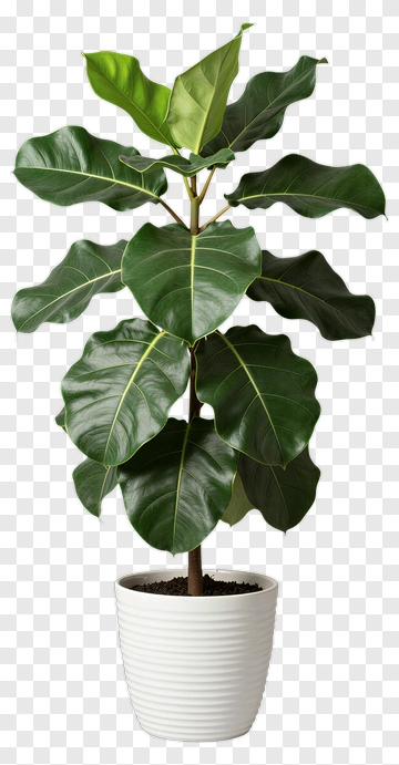 Fiddle Leaf Fig Plant In White Pot PNG