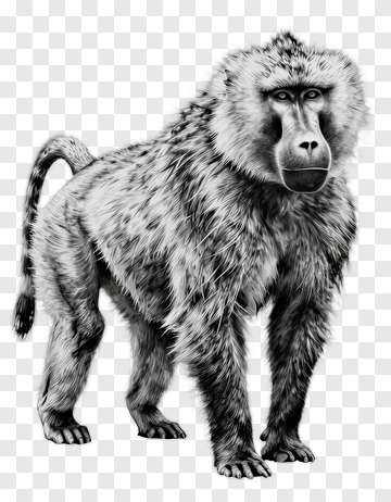 Realistic Baboon Standing PNG