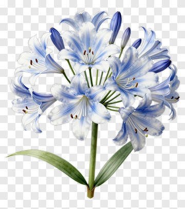 Blue And White Lily Bouquet PNG