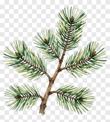 Pine Tree Branch With Green Needles PNG