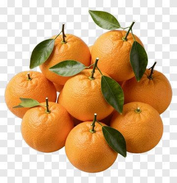 Fresh Oranges With Leaves PNG