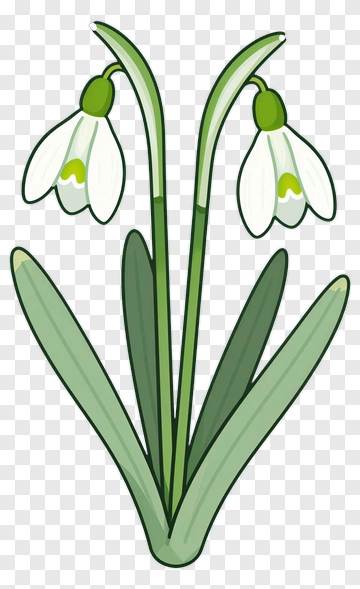 Snowdrop Flower With Green Leaves PNG