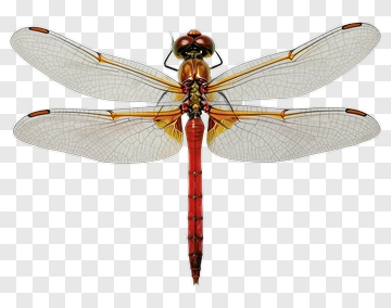 Detailed Dragonfly Illustration PNG