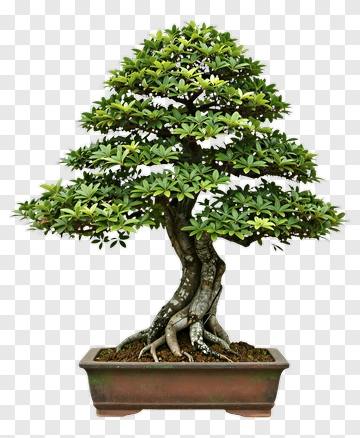 Bonsai Tree In A Pot PNG