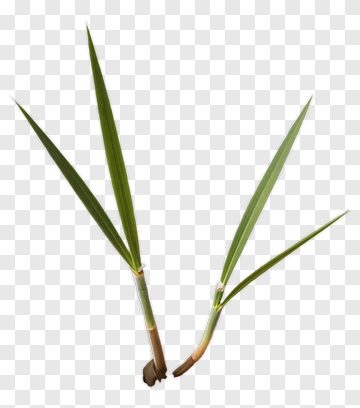 Green Plant Leaves PNG