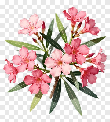 Pink Oleander Flowers PNG