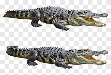 Crocodile With Open Mouth PNG