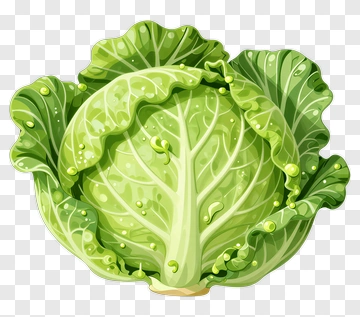 Fresh Green Cabbage PNG