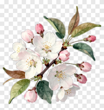 Watercolor Cherry Blossom Branch PNG