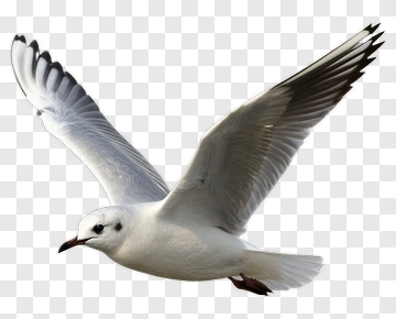 Seagull In Flight PNG