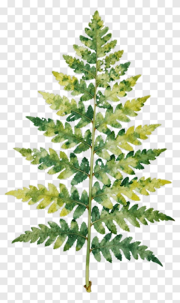 Watercolor Fern Leaf PNG