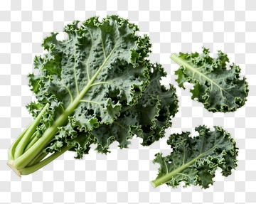 Fresh Kale Leaves PNG