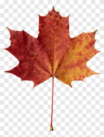 Colorful Maple Leaf PNG