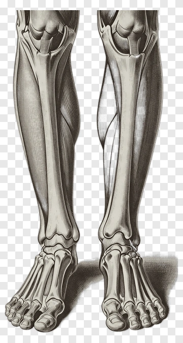 Anatomical Illustration Of Human Legs And Feet PNG