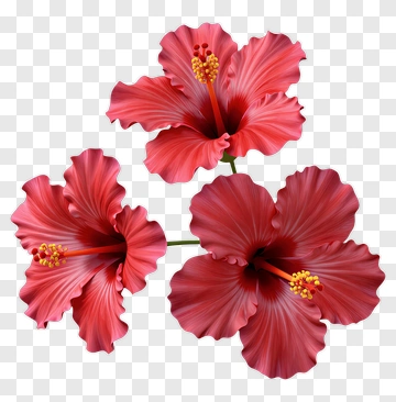 Red Hibiscus Flowers PNG