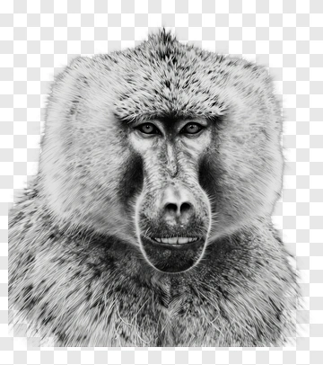 Realistic Baboon Portrait PNG