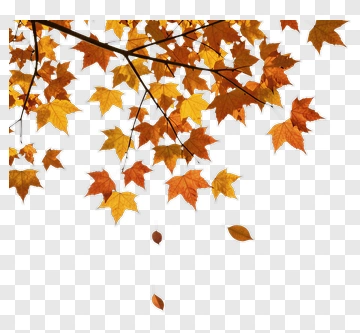 Autumn Maple Leaves Falling From Branch PNG